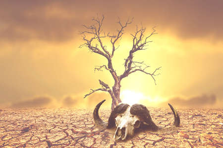 The concept of drought, global warming and the environment.の写真素材