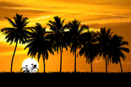 Silhouette of coconut trees in a beautiful eveningの写真素材