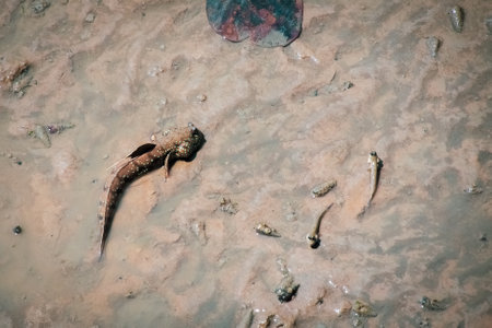Mudskipper has a cylindrical body. It has a large head, two eyes, large and protruding, up to 30 cm long.の写真素材