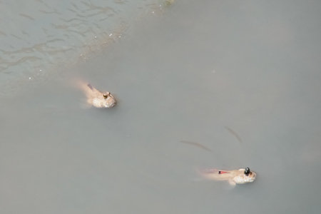 Mudskipper has a cylindrical body. It has a large head, two eyes, large and protruding, up to 30 cm long.の写真素材