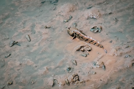 Mudskipper has a cylindrical body. It has a large head, two eyes, large and protruding, up to 30 cm long.の写真素材