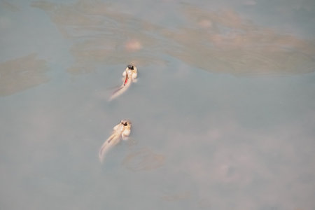 Mudskipper has a cylindrical body. It has a large head, two eyes, large and protruding, up to 30 cm long.の写真素材