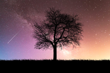Silhouette Trees in the meadow with beautiful natural light. for use as a backgroundの写真素材