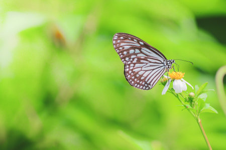 Beautiful butterflies in nature are searching for nectar from flowers in the Thai region of...