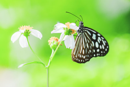 Beautiful butterflies in nature are searching for nectar from flowers in the Thai region of Thailand.の写真素材