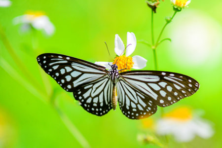 Beautiful butterflies in nature are searching for nectar from flowers in the Thai region of Thailand.の写真素材