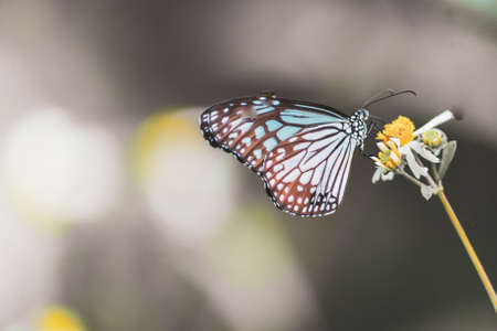 Beautiful butterflies in nature are searching for nectar from flowers in the Thai region of Thailand.の写真素材