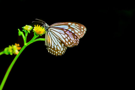 Beautiful butterflies in nature are searching for nectar from flowers in the Thai region of...