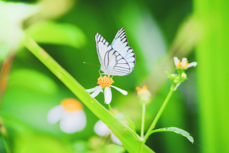 Beautiful butterflies in nature are searching for nectar from flowers in the Thai region of Thailand.の写真素材