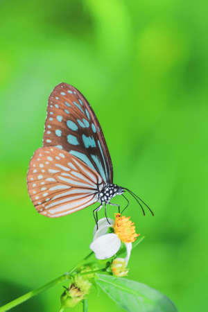 Beautiful butterflies in nature are searching for nectar from flowers in the Thai region of...
