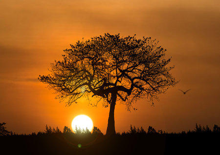 Trees in nature with beautiful sunsets. sunset view conceptの写真素材