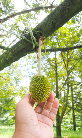 Fruit of young durians that come out at the beginning of the season. Thai fruit and durian conceptの写真素材