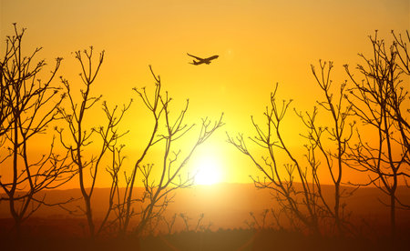 Silhouette of tree and flying airplane at sunset. Nature backgroundの写真素材