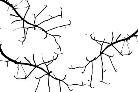 silhouette of tree branches isolated on white backgroundの写真素材