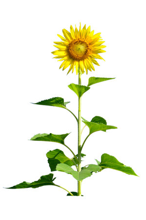 Sunflower isolated on white background with clipping path. Helianthus annuus.の写真素材