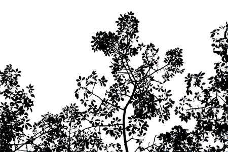 Tree silhouette on white background. Vector illustration. Black and white.の写真素材