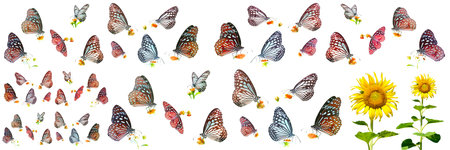 Butterflies and sunflowers isolated on a white background.の写真素材