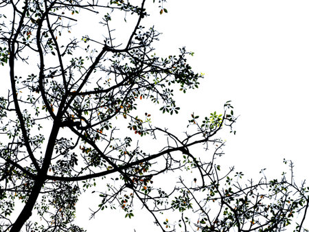 Silhouette of tree on white background,Leaf and branchの写真素材