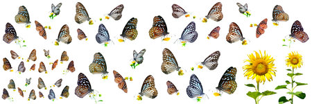 butterflies and sunflowers on a white background, isolatedの写真素材