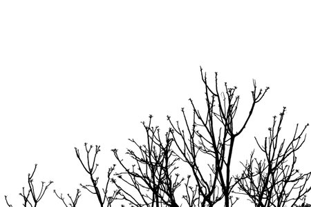 silhouette of tree isolated on white background, black and whiteの写真素材