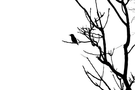 Silhouette of a bird sitting on a tree branch isolated on white backgroundの写真素材
