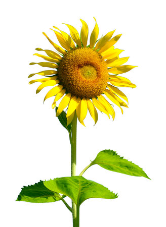 Sunflower isolated on white background. Close-up of sunflowerの写真素材