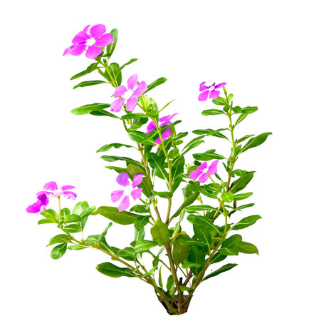 periwinkle flowers isolated on white background. ( Catharanthus roseus)の写真素材