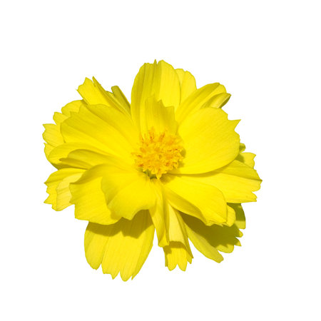 Yellow cosmos flower isolated on white background. Clipping path included.の写真素材