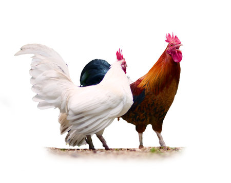 Rooster and hen isolated on a white background with space for textの写真素材