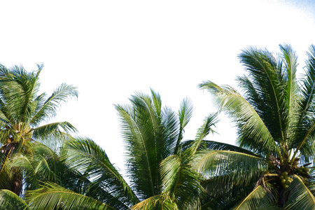 Coconut palm trees on white background with space for text.