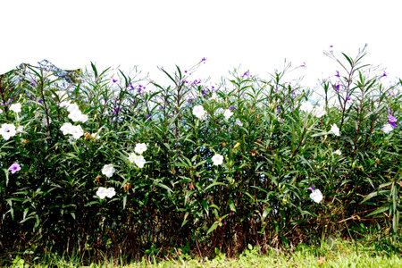 White and purple oleander flowers in the garden on white backgroundの写真素材