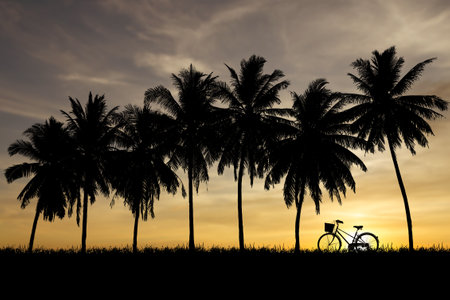 Silhouette of a bicycle and palm trees against a stunning sunset sky, ideal for travel, nature, and outdoor themes.の写真素材