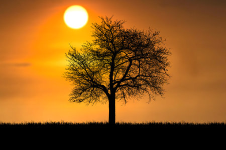 Silhouette of a tree at sunset with a glowing sun, showcasing the beauty of nature and tranquility of the evening.の写真素材