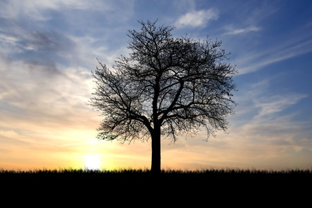A solitary tree silhouetted against a colorful sunset sky, with wispy clouds and a grassy horizon.の写真素材