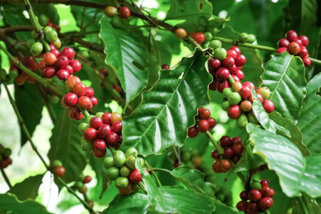 Close-up of coffee plant branches with ripe and unripe coffee cherries surrounded by lush green leaves.の写真素材