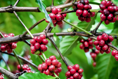 Detailed image of ripe red coffee cherries growing on branches, surrounded by lush green leaves, showcasing the beauty of coffee plants.の写真素材