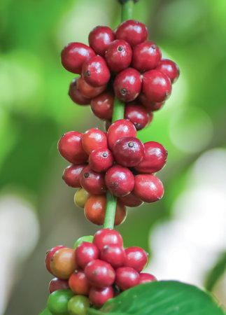 Detailed close-up of vibrant red coffee berries growing on a branch, set against a lush green background in a coffee plantation.の写真素材
