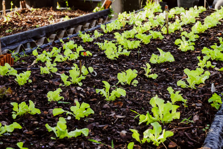 Rows of young green lettuce plants thriving in a garden bed, showcasing healthy growth and sustainable gardening practices.の写真素材