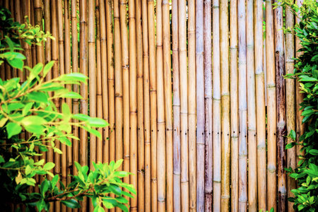 Close-up of a bamboo fence surrounded by lush green foliage, showcasing natural and rustic outdoor garden decor.の写真素材