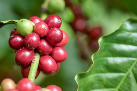 Detailed macro shot of vibrant red coffee cherries growing on a branch, surrounded by lush green leaves.の写真素材
