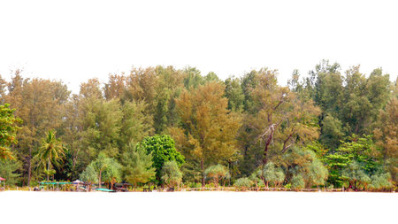 A serene tropical beach lined with lush green trees and a clear sky, perfect for a relaxing getaway.の写真素材