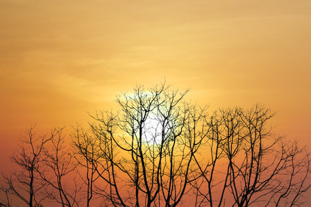Silhouetted bare trees stand against a vibrant sunset sky, showcasing golden and orange hues, creating a serene and picturesque scene.の写真素材