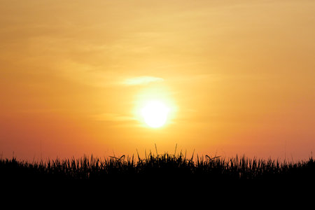 Beautiful sunset with a golden sky, casting a warm glow over a field of silhouetted grass, creating a serene and tranquil scene.の写真素材