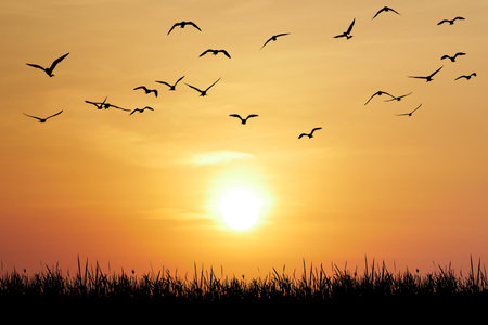 A peaceful sunset scene with birds silhouetted against an orange sky, flying over a grassy horizon.の写真素材