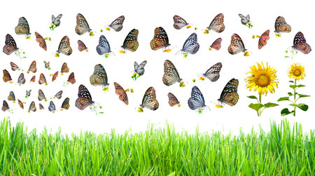butterfly on green grass isolated on white background with clipping pathの写真素材