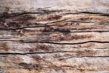 Detailed close-up of a weathered wooden surface showcasing natural texture and grain patterns, perfect for backgrounds or design elements.の写真素材