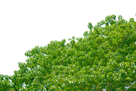 Vibrant green tree leaves forming a dense canopy with a clear blue sky background, perfect for nature and outdoor themes.の写真素材