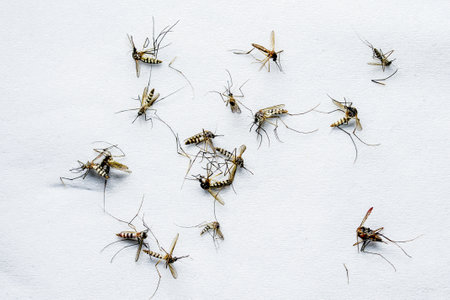 A detailed close-up image of multiple mosquitoes on a white background, showcasing the intricate details of these insects.の写真素材