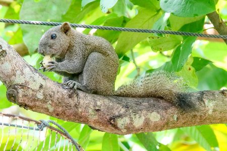 Close-up of a squirrel eating on a tree branch in a vibrant green forest, showcasing nature and wildlife.の写真素材