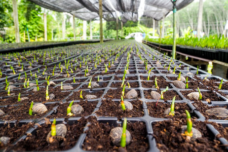 Close-up of young plant seedlings sprouting in nursery trays under protective shade in a greenhouse environment.の写真素材
